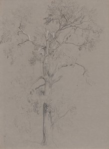 Ash Tree in Ashstead Park by Peter de Wint
